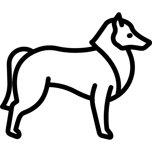 Collie