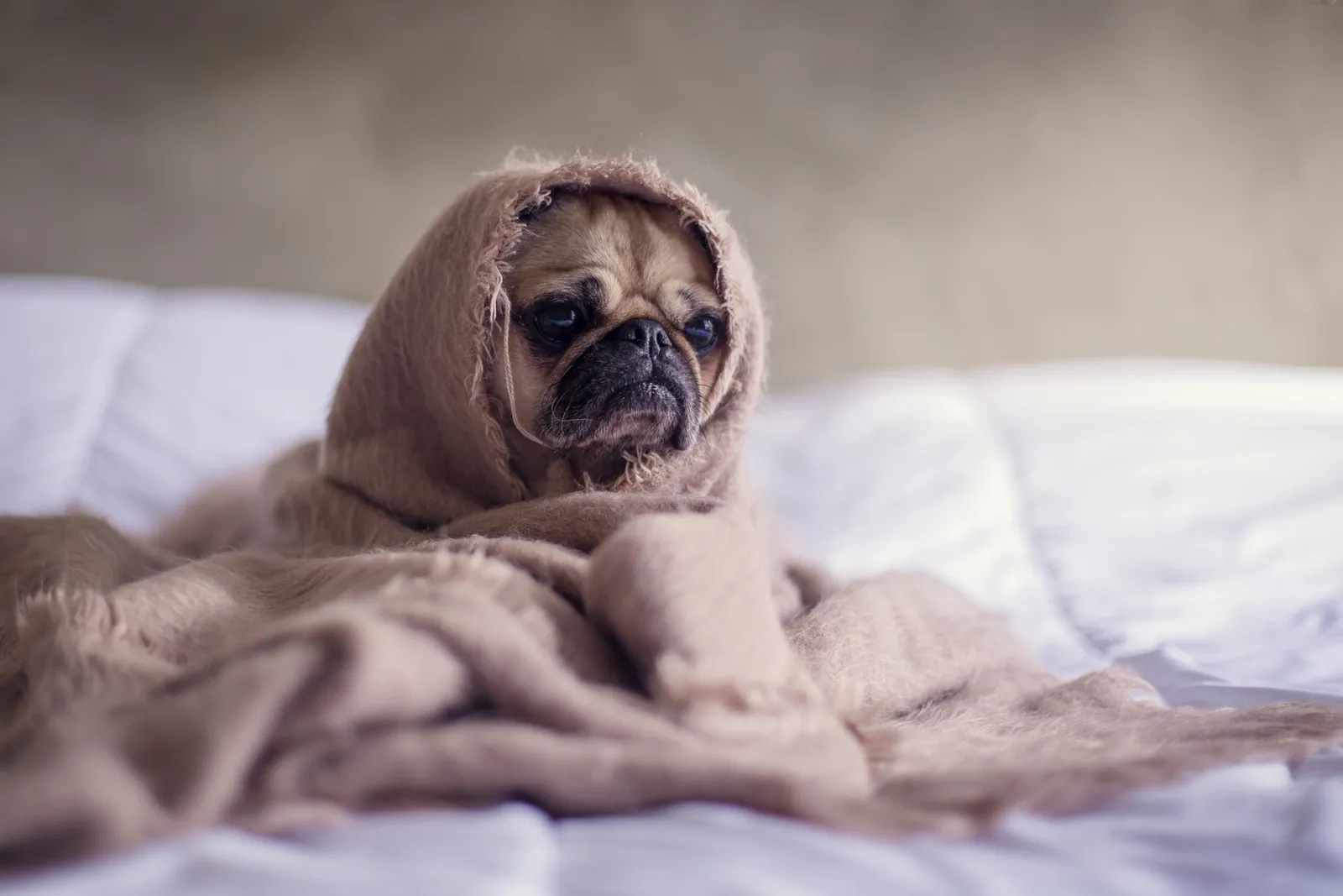 Yavru köpek nasıl eğitilir ? Tuvalet Eğitimi