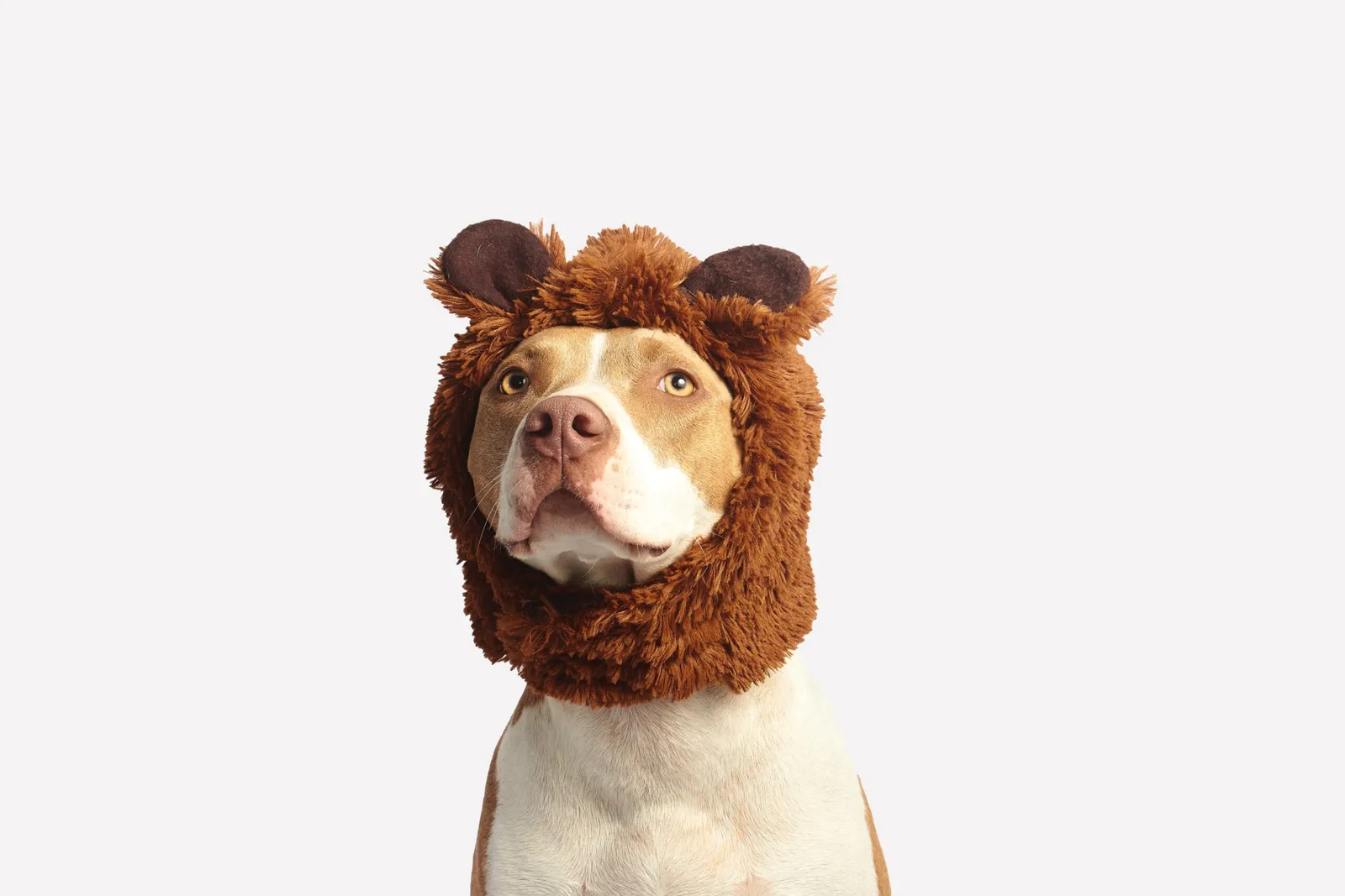 Köpeğimin tüylerini nasıl kesebilirim ?