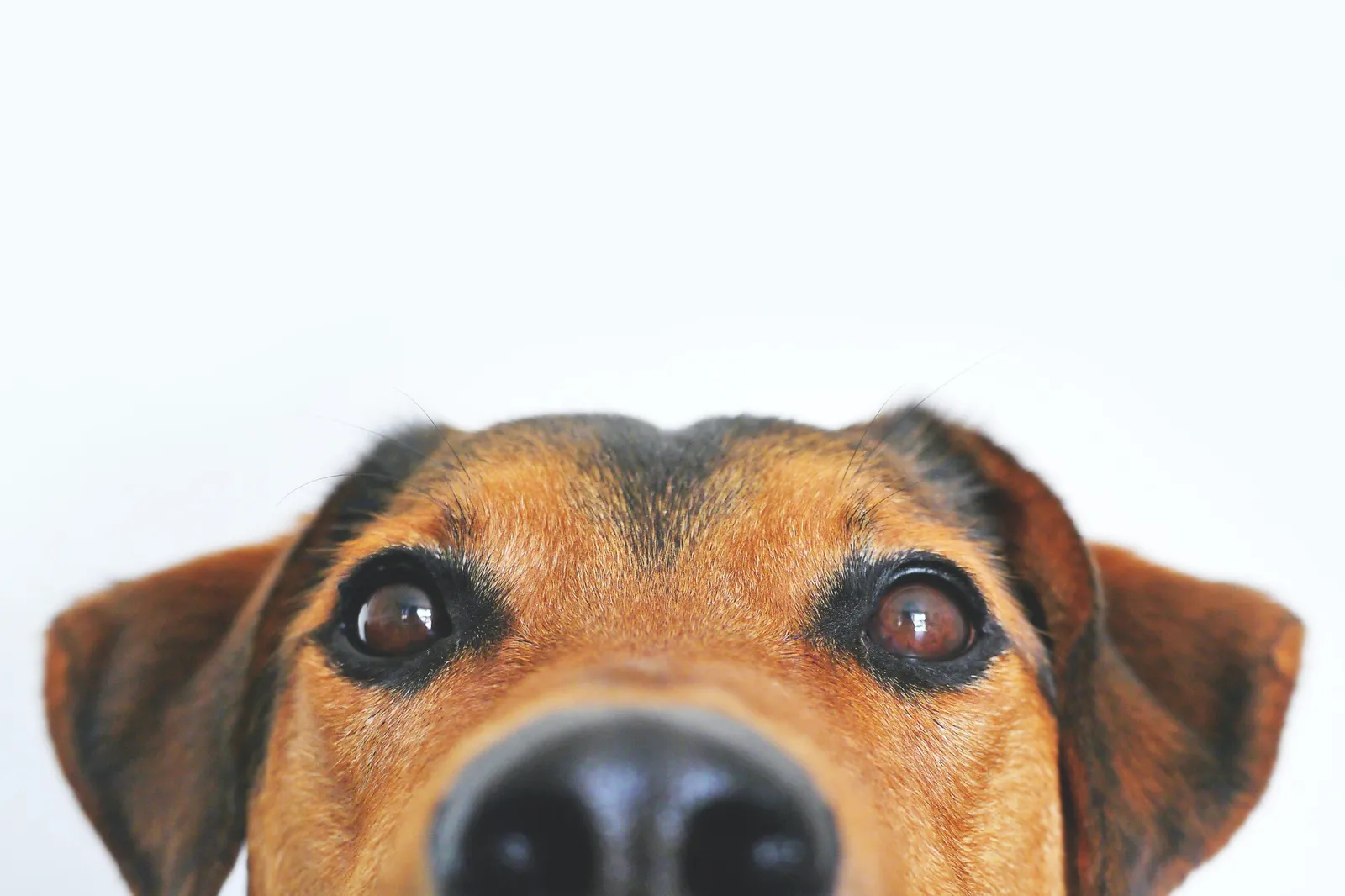 Köpeklerde kızgınlık nasıl önlenir ?
