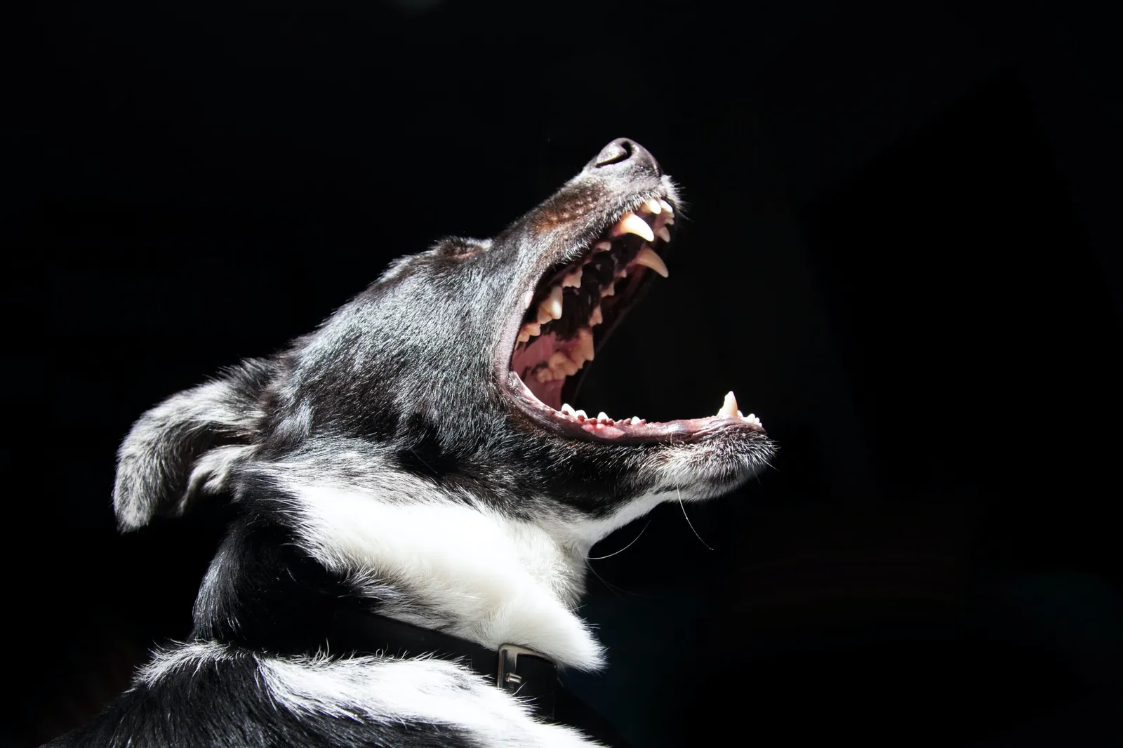Sürekli havlayan köpek nasıl susturulur ?