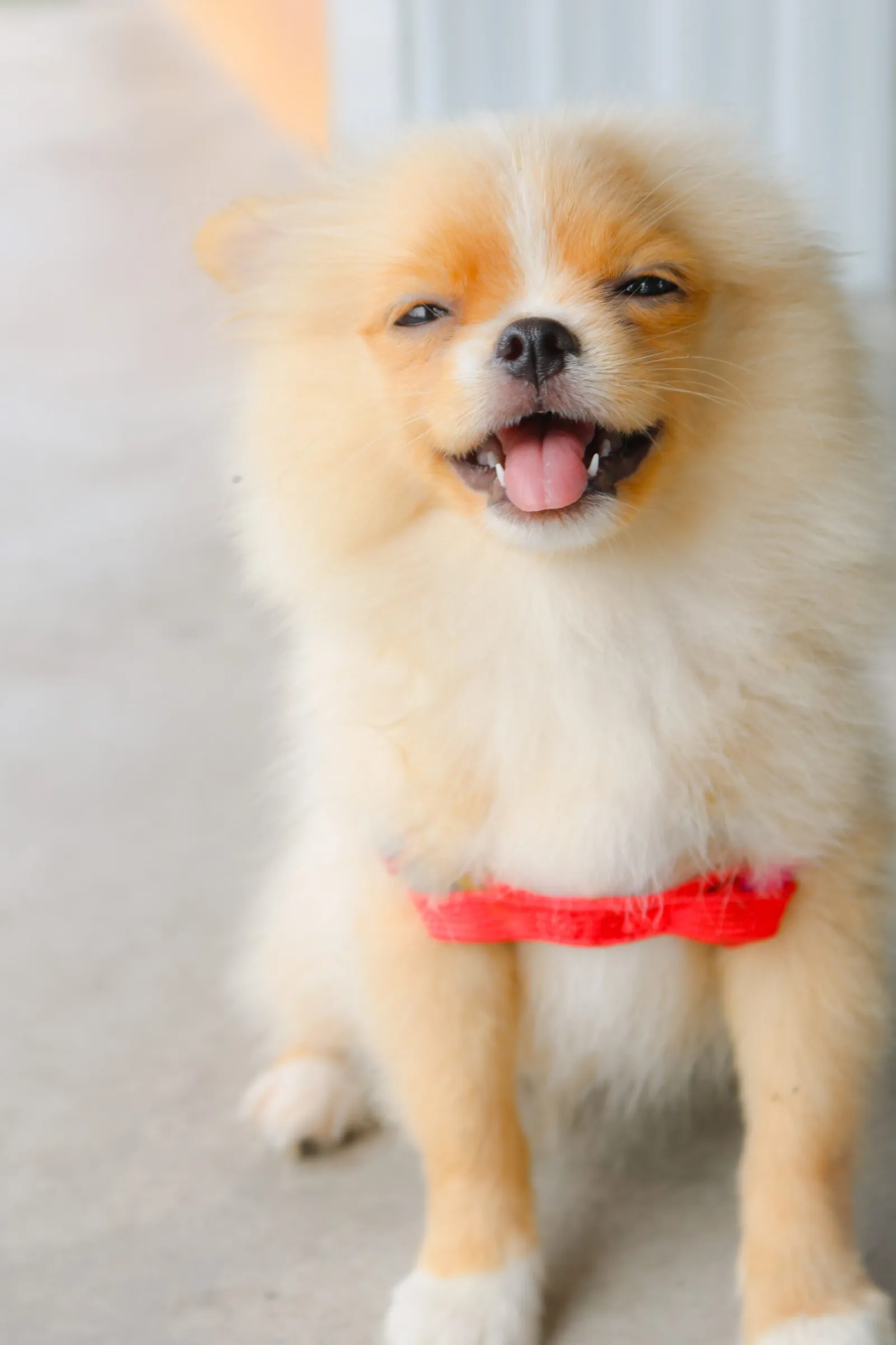 Yavru köpek ısırması nasıl önlenir ?