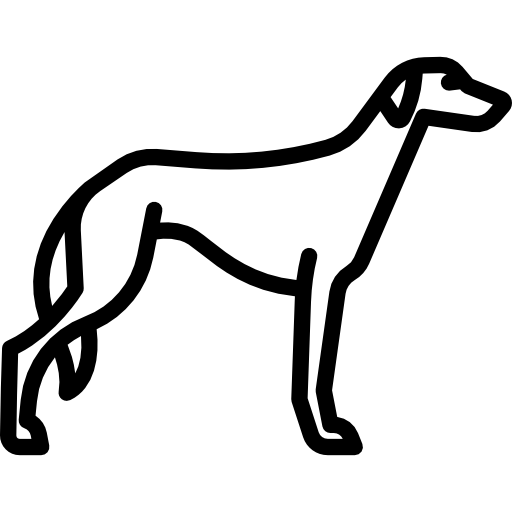 Saluki