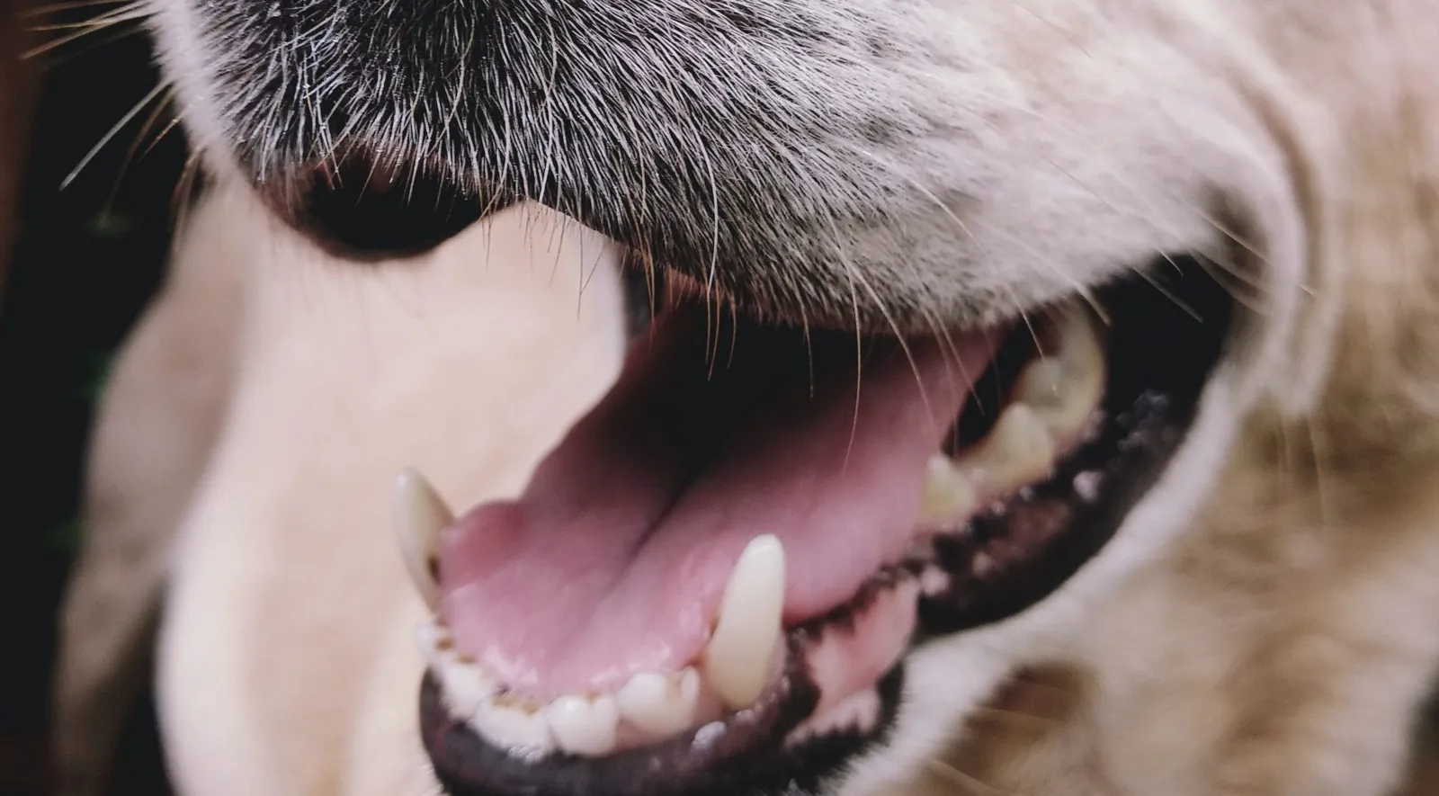 Köpeğimin dişlerindeki plakları nasıl çıkarabilirim?