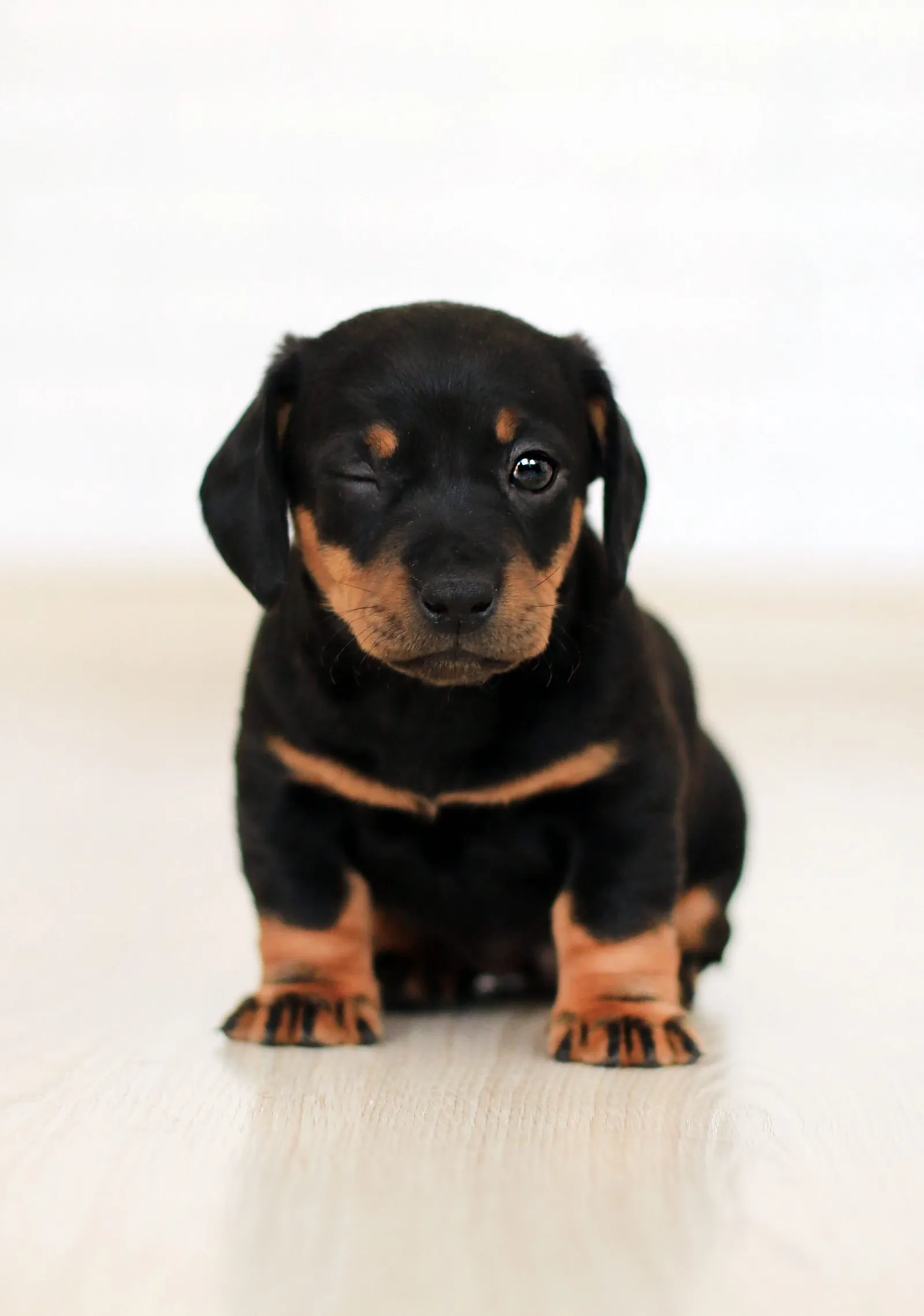 Köpeğinize Koşullu Güçlendirici Nasıl Öğretirsiniz?