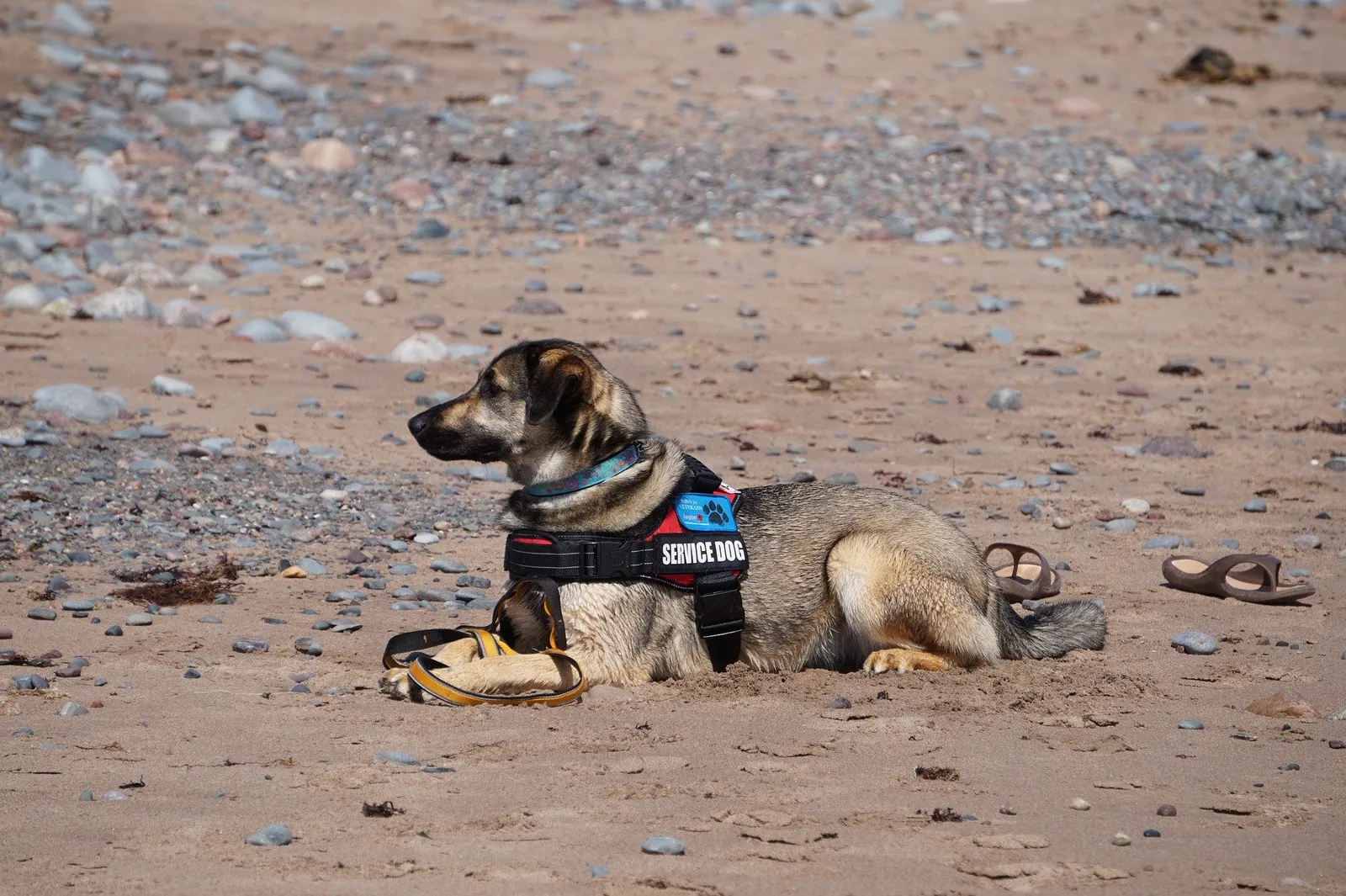 Rehber köpek neden sevilmez?