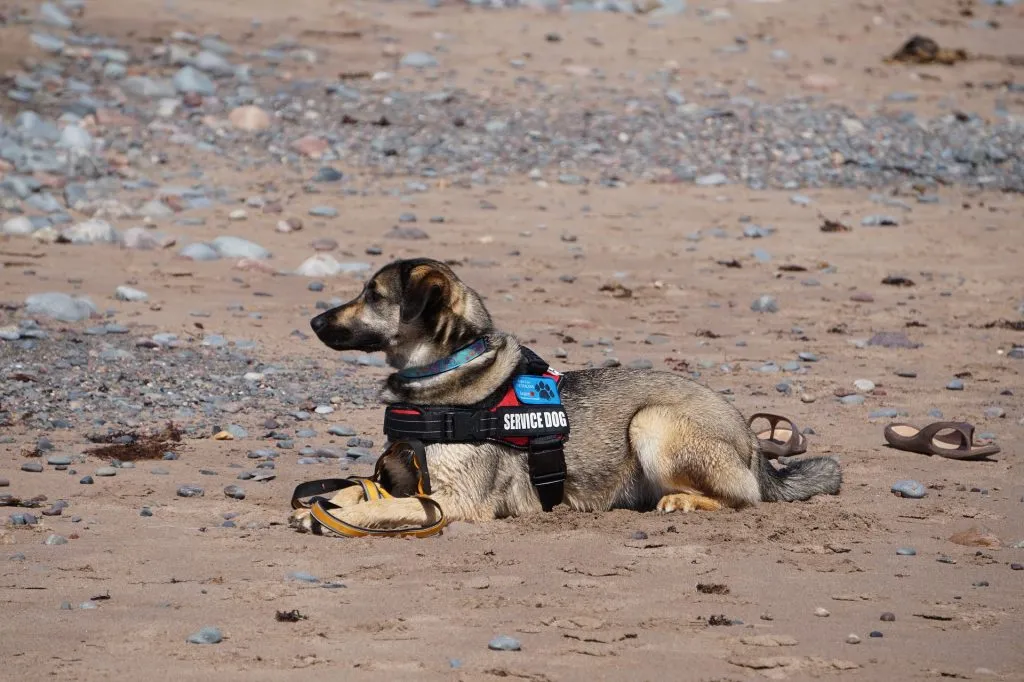 Rehber köpek neden sevilmez?
