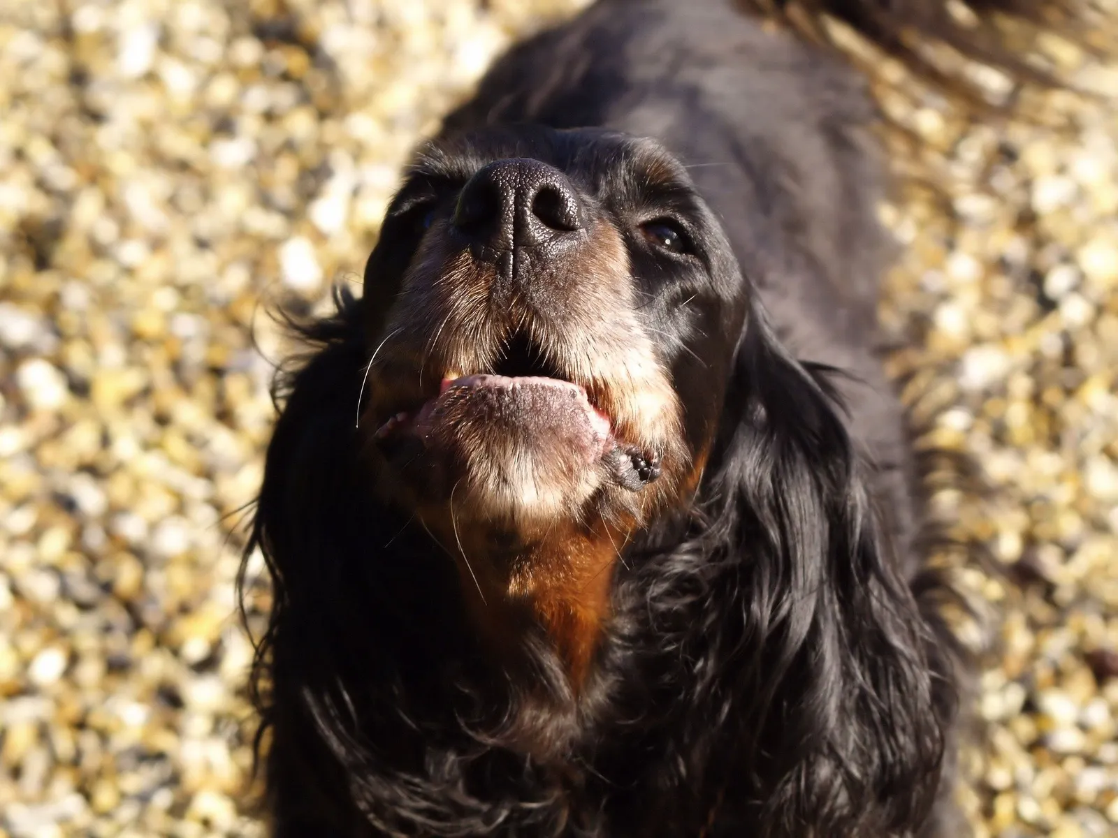 Köpeğinize yabancılara havlamayı nasıl öğretirsiniz?
