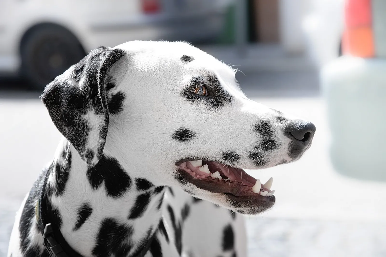 Köpeklerde Dişeti Hiperplazisi (Diş Eti Büyümesi)