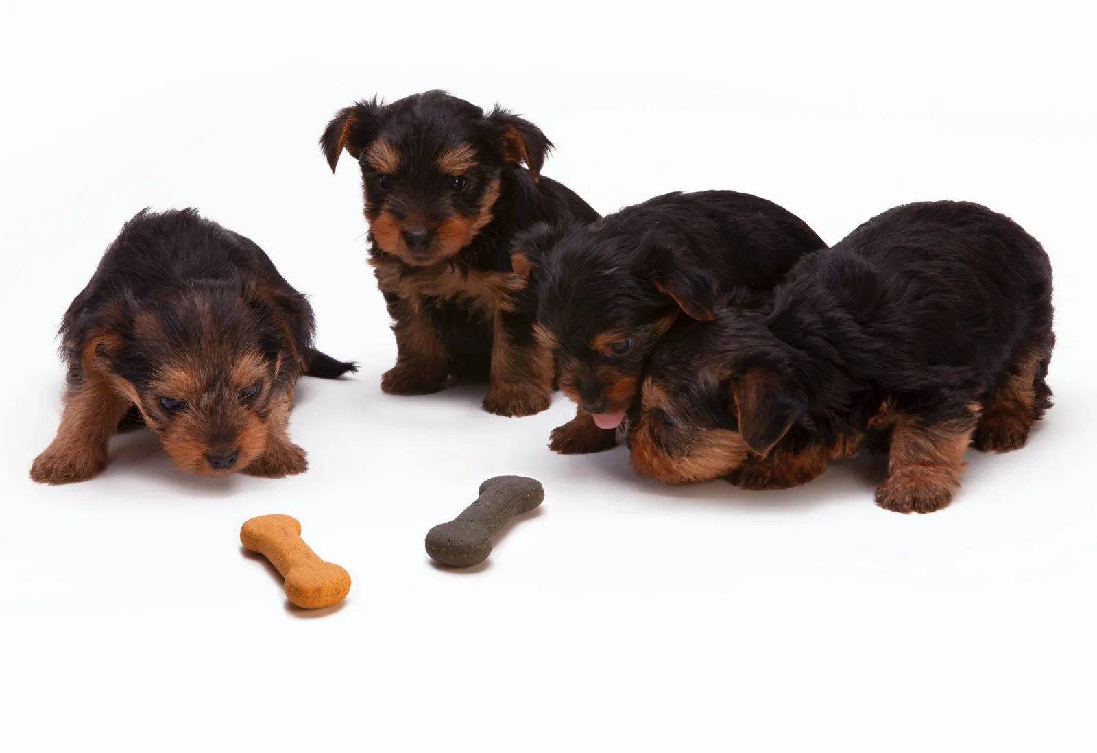 Yavru köpekleri mamaya alıştırmak için öneriler