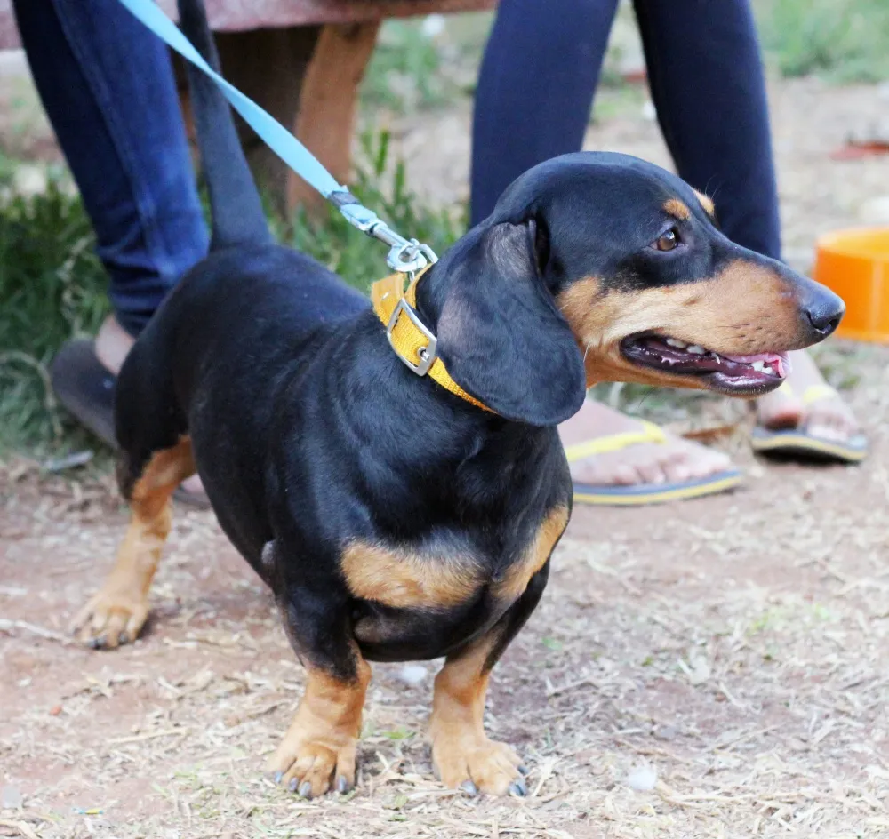 Dachshund